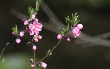 Картинка цветы цветущие деревья кустарники