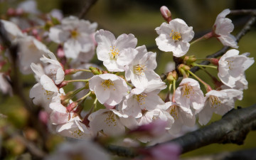Картинка цветы цветущие деревья кустарники