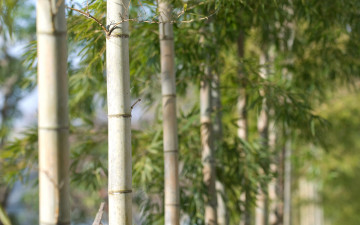 Картинка природа деревья