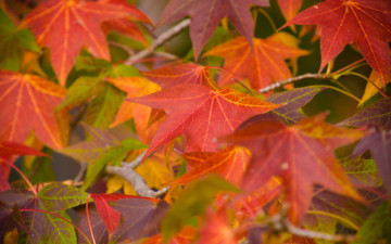Картинка природа листья
