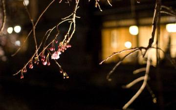 Картинка природа макро