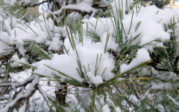 Картинка природа зима