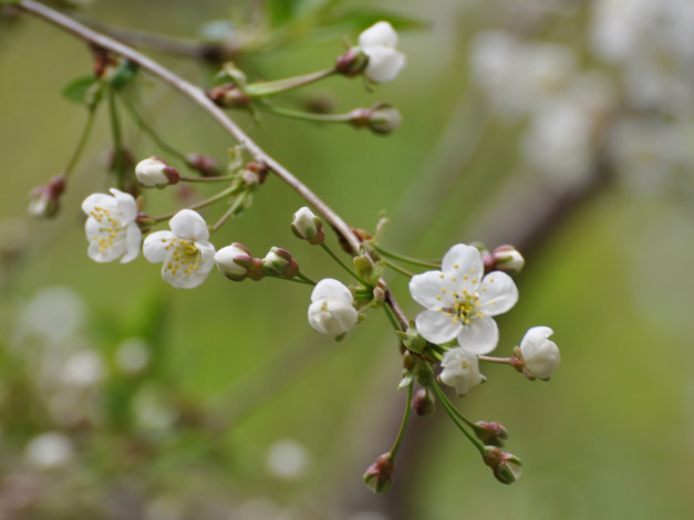 Обои картинки фото цветы, цветущие, деревья, кустарники