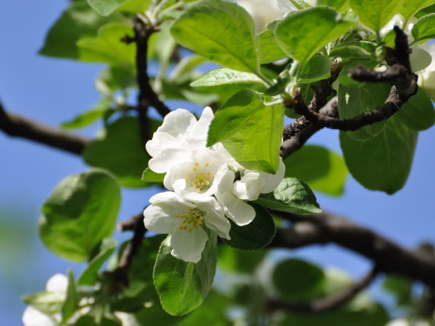 Обои картинки фото цветы, цветущие, деревья, кустарники