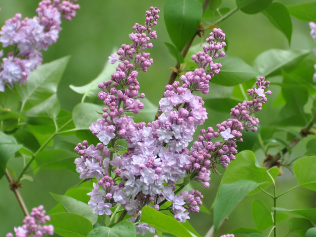 Обои картинки фото цветы, сирень