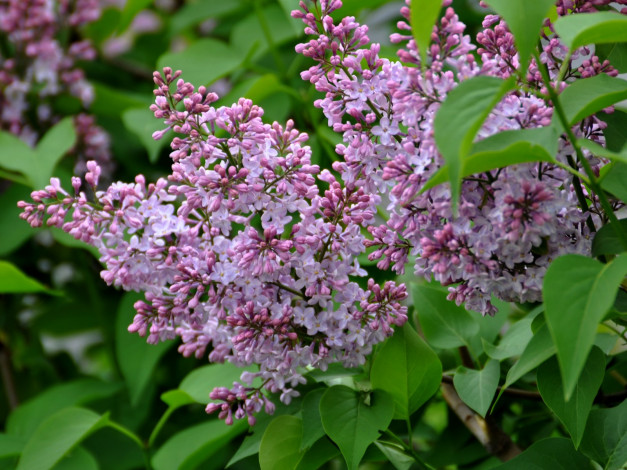 Обои картинки фото цветы, сирень