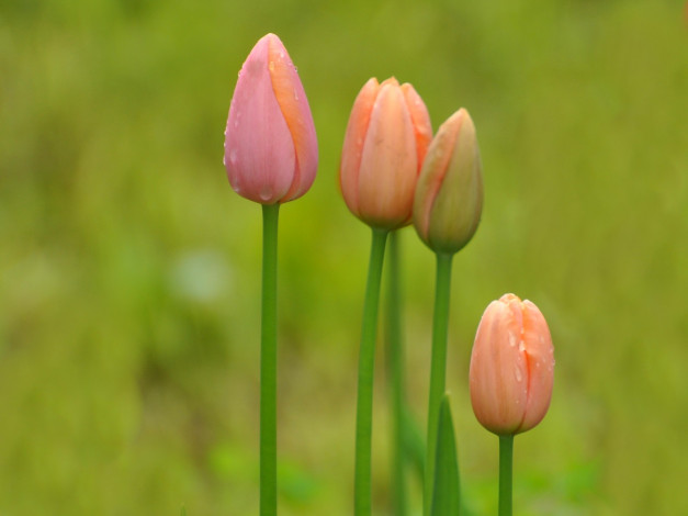 Обои картинки фото цветы, тюльпаны