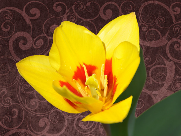 Обои картинки фото цветы, тюльпаны