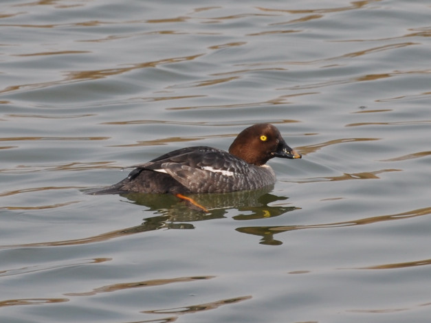 Обои картинки фото животные, утки