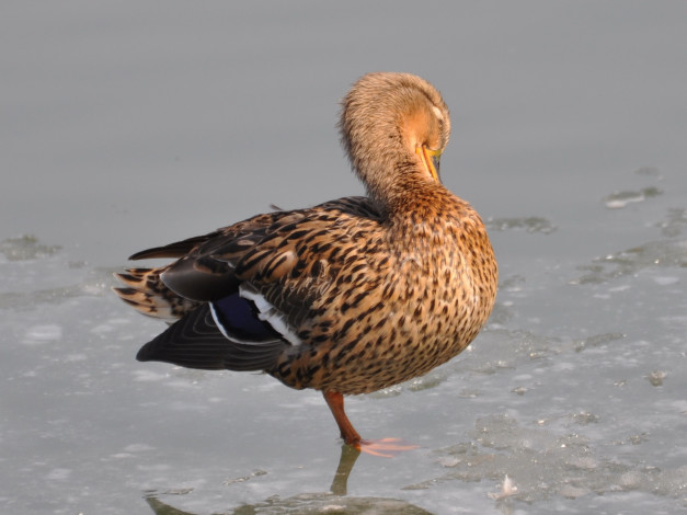 Обои картинки фото животные, утки