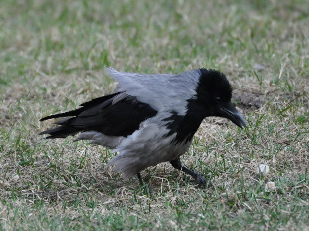 Обои картинки фото животные, вороны, грачи, галки