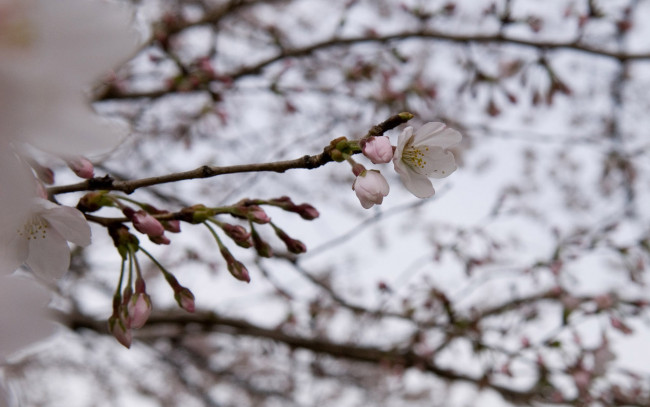 Обои картинки фото цветы, цветущие, деревья, кустарники
