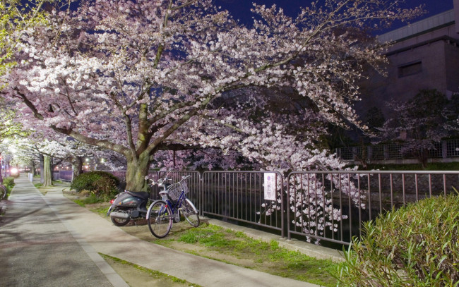 Обои картинки фото природа, деревья