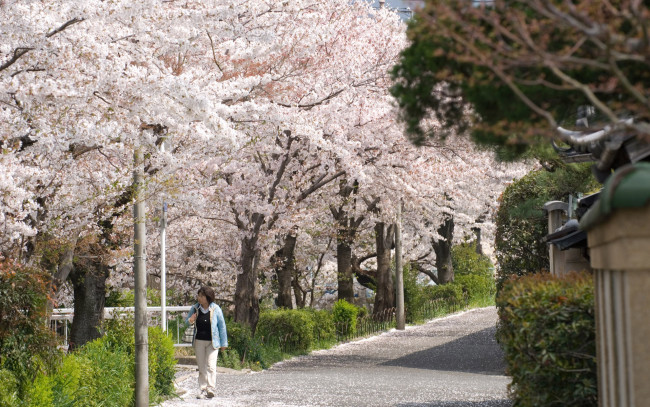 Обои картинки фото природа, деревья