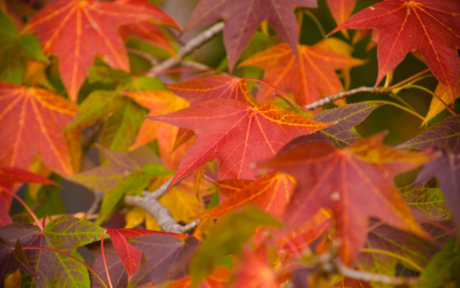 Обои картинки фото природа, листья