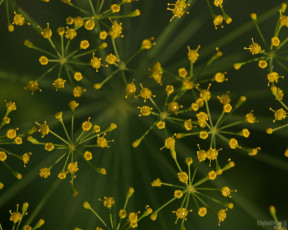 Картинка цветы