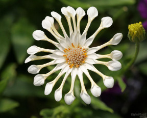 Картинка цветы диморфотеки