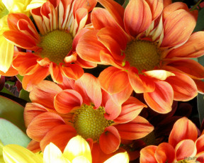 Картинка цветы хризантемы