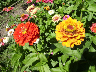 Картинка цветы цинния