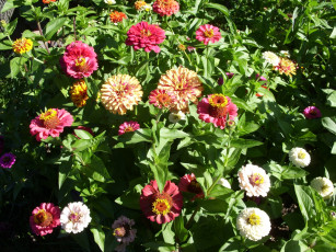 Картинка цветы цинния