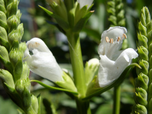 Картинка цветы физостегия