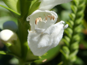 Картинка цветы физостегия