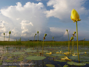 Картинка цветы лотосы