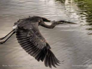 Картинка животные цапли