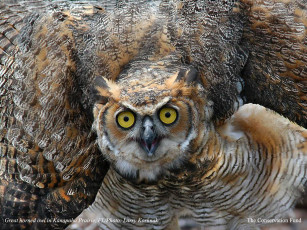 Картинка животные совы