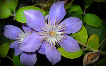 Картинка цветы клематис ломонос