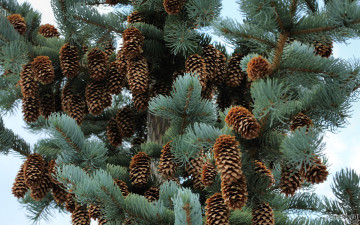 Картинка природа шишки жёлуди каштаны