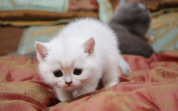 Картинка животные коты