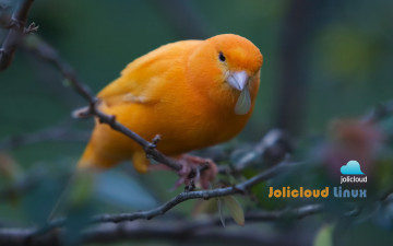 Картинка животные птицы