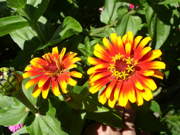 Обои картинки фото цветы, цинния