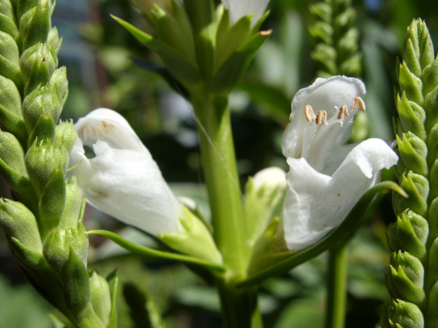 Обои картинки фото цветы, физостегия