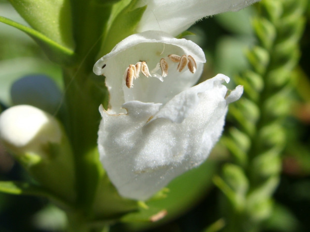 Обои картинки фото цветы, физостегия