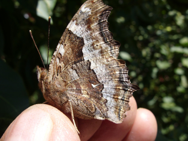 Обои картинки фото животные, бабочки