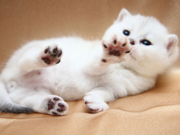 Обои картинки фото животные, коты