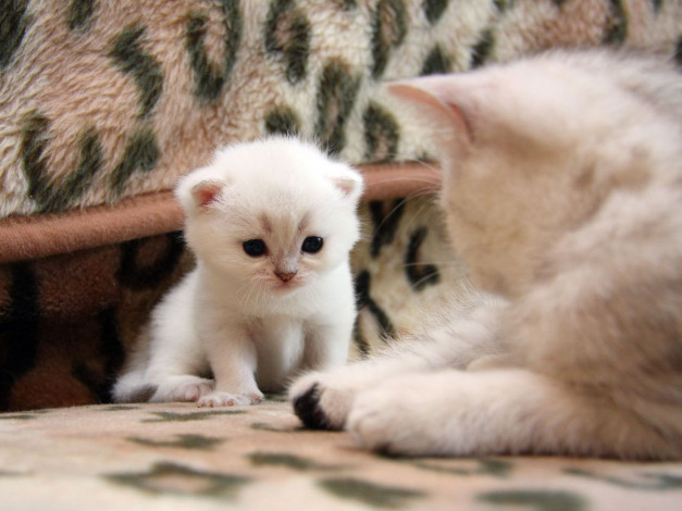 Обои картинки фото животные, коты