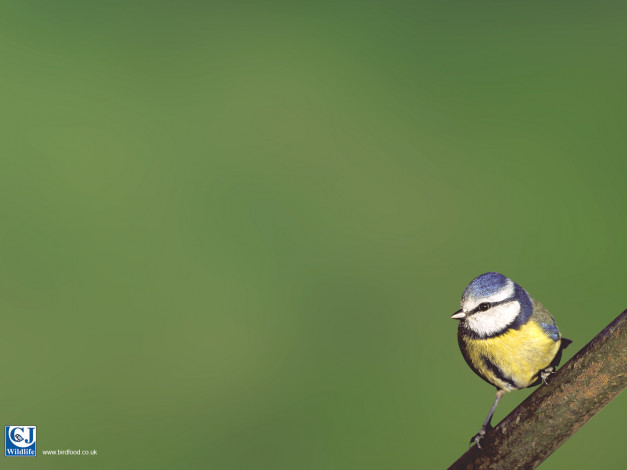 Обои картинки фото животные, синицы, лазоревки