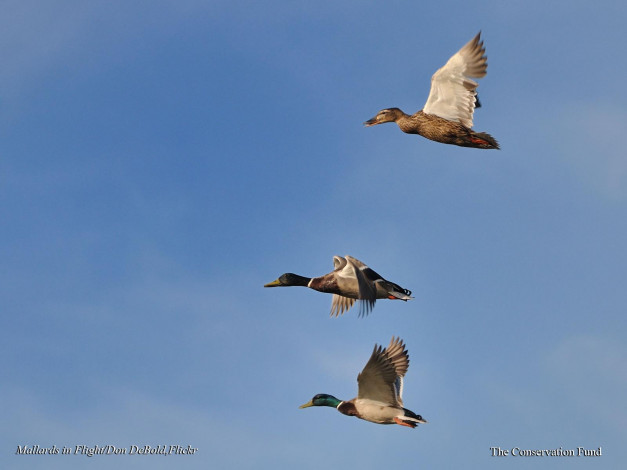 Обои картинки фото животные, утки