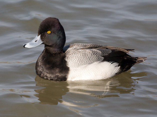 Обои картинки фото животные, утки