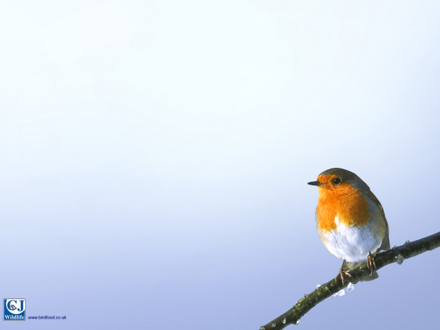 Обои картинки фото животные, зарянки, малиновки