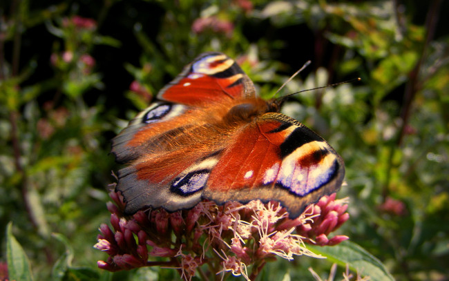 Обои картинки фото животные, бабочки