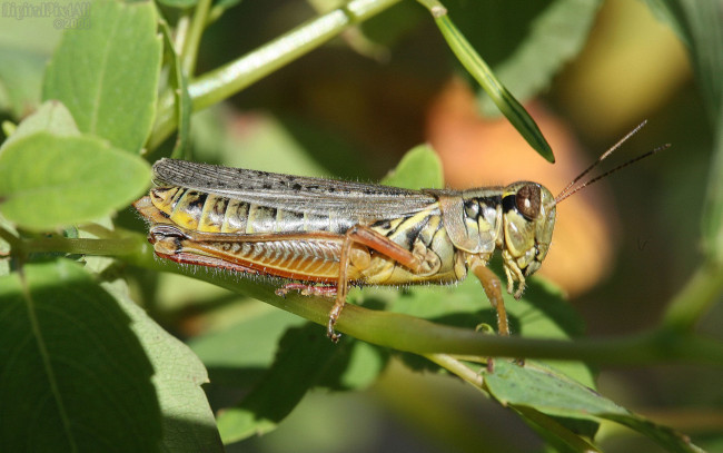 Обои картинки фото животные, кузнечики, саранча