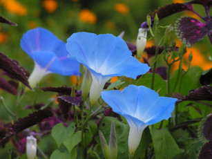 Картинка цветы вьюнки ипомеи