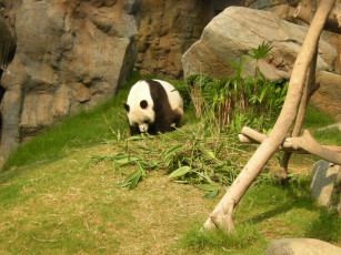 Картинка животные панды панда