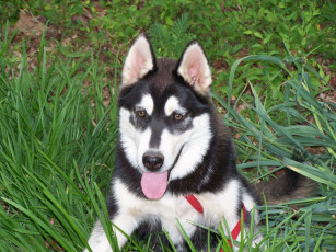 Картинка животные собаки хаски