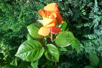 Картинка цветы розы