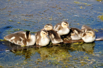 Картинка животные утки вода маленькие птенцы